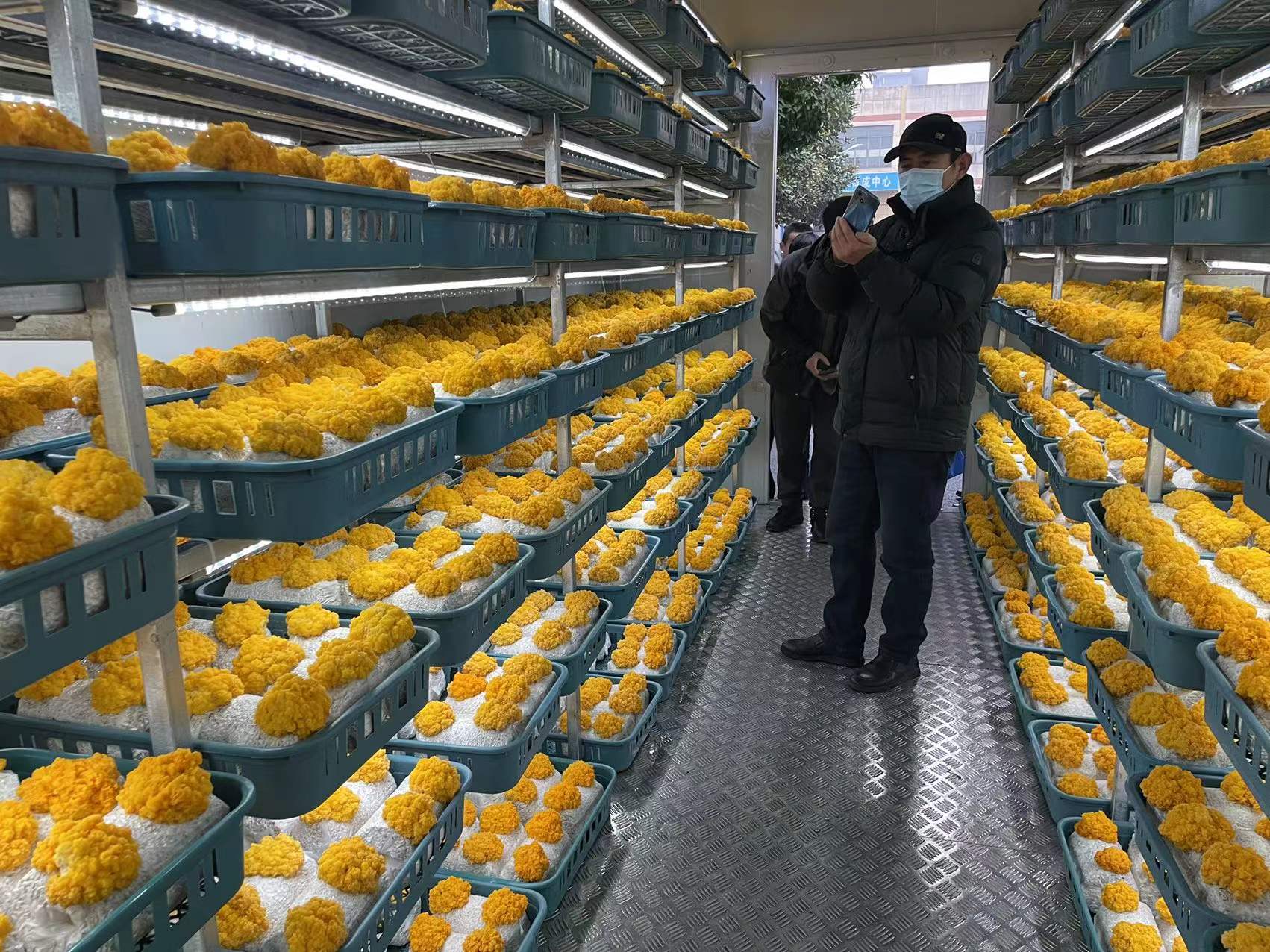 合肥立新学员在食用菌金耳种植培训基地