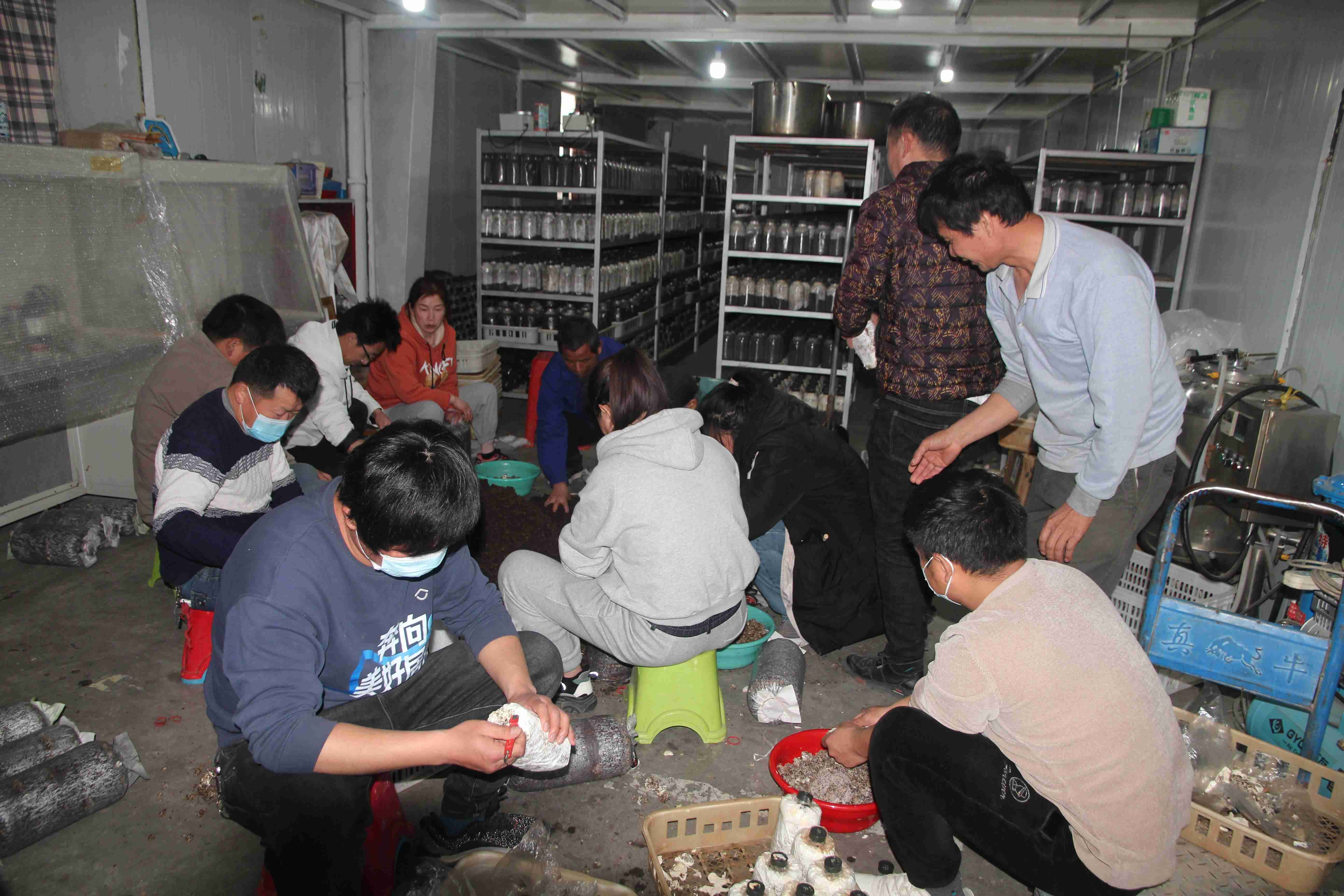 合肥立新食用菌培训学校学员实习平菇、秀珍菇、榆黄菇、红平菇、鲍鱼菇