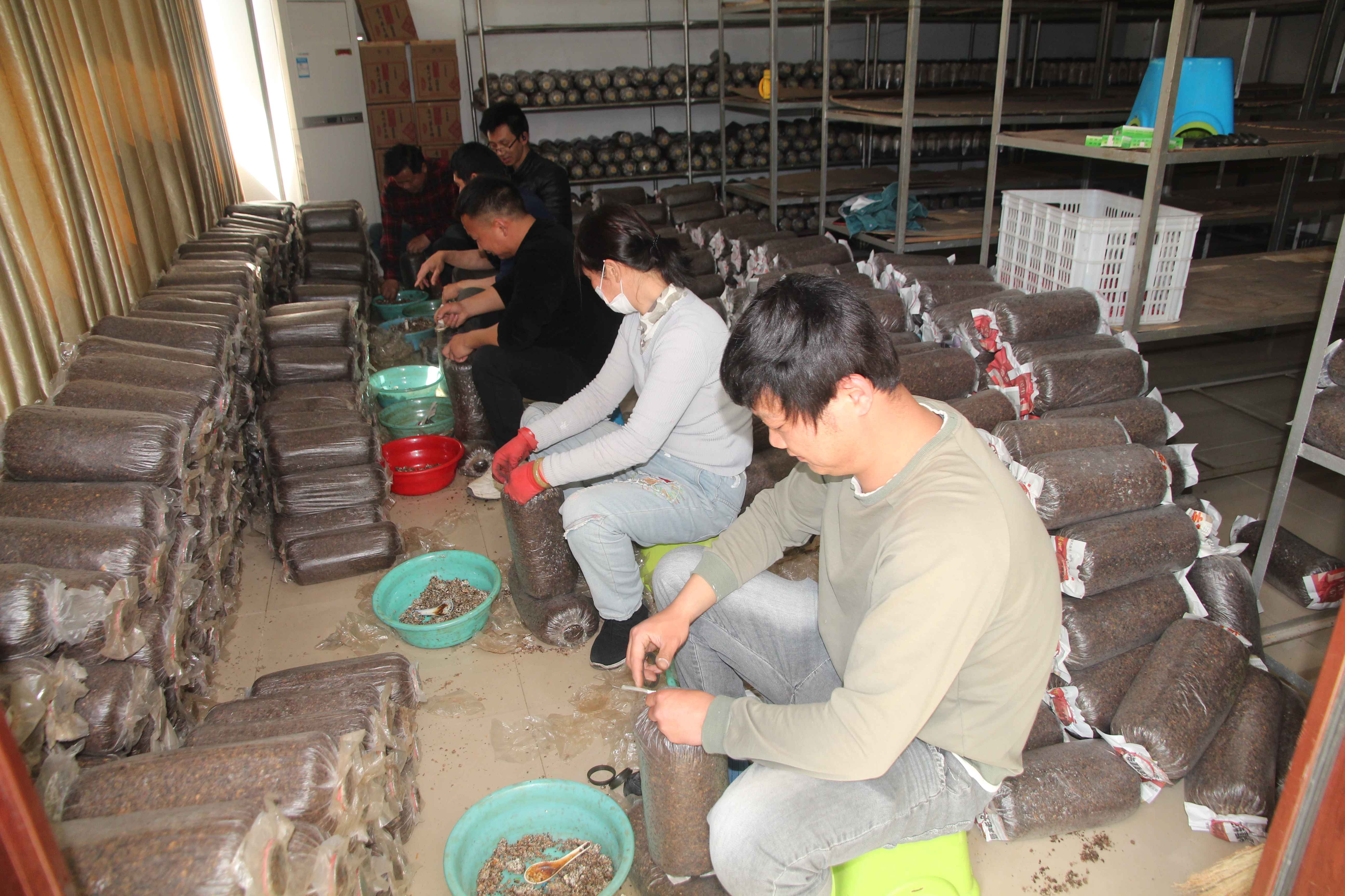 合肥立新食用菌种植技术培训基地学员现场实习食用菌栽培接种技术