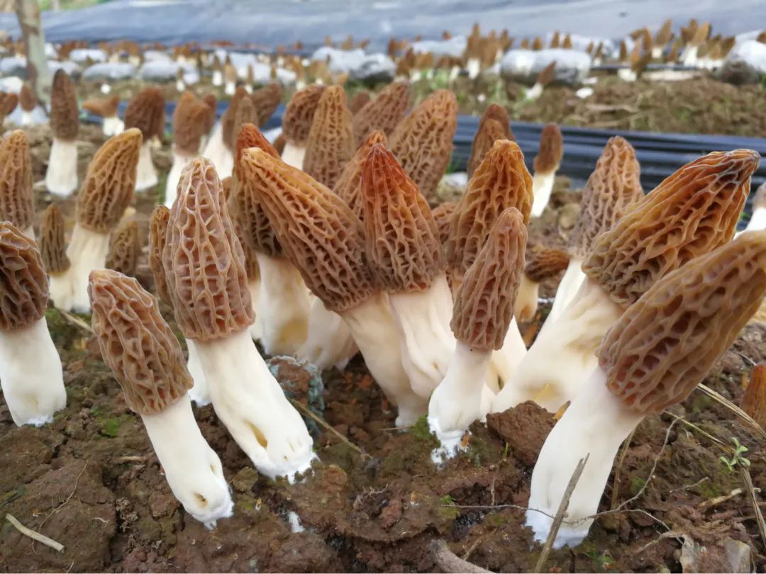 食用菌—合肥立新食用菌培训学校羊肚菌栽培技术培训基地